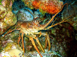 Lobster seen in Grand Cayman August 2008.  Photo taken wi... by Bonnie Conley 